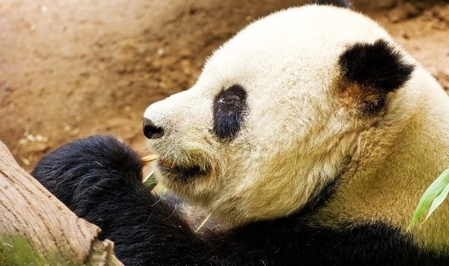 Google Panda