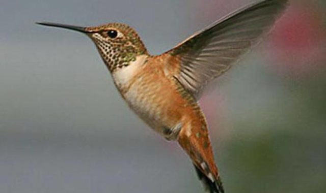 Kolibri algoritmus