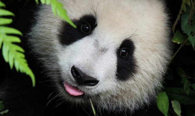 okos Panda