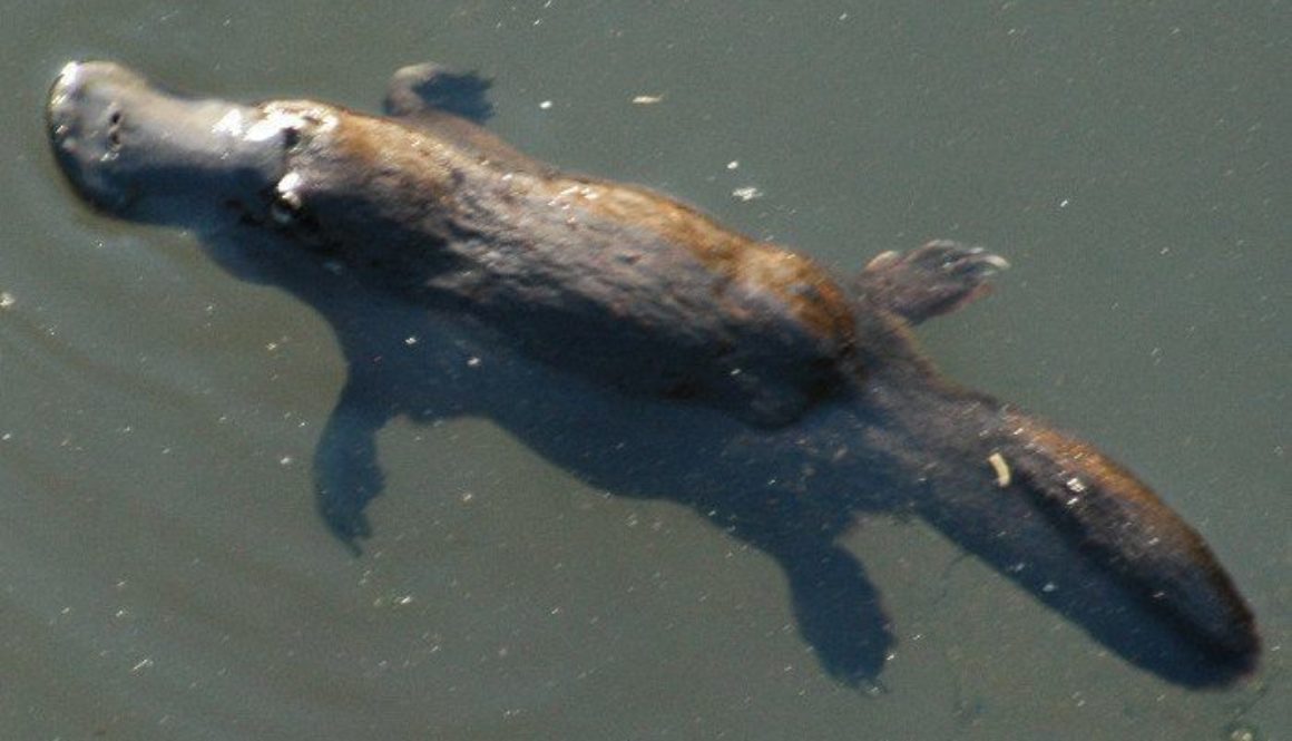 Platypus