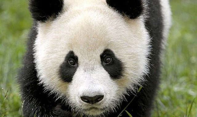 Panda update 2015