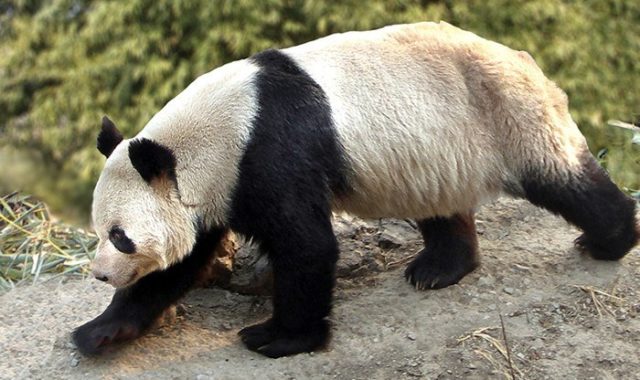 Panda